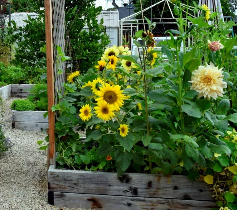 plantes repulsives contre le taupin fleurs jaunes