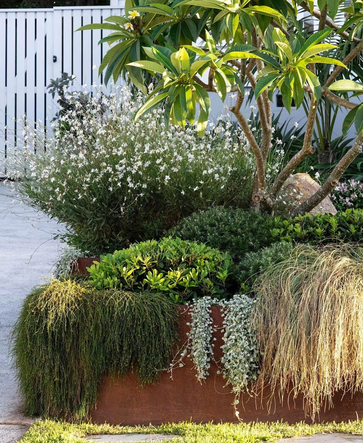 plantes vertes jardin arbre arbuste fleurs couvre sol cloture blanche
