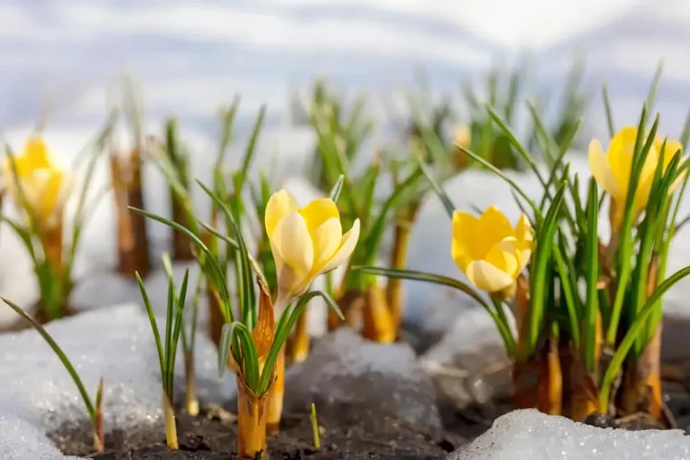 quand les bulbes a floraison printaniere fleurissent