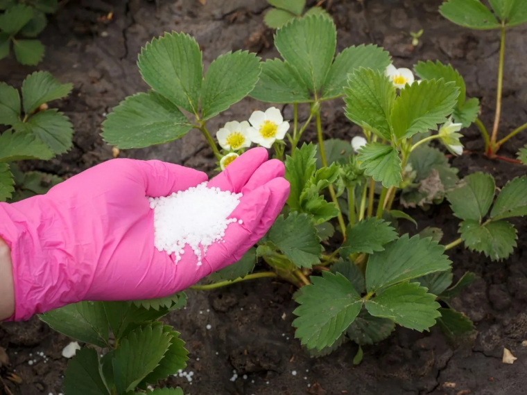 quand mettre de l engrais aux fraisiers au printemps 2024