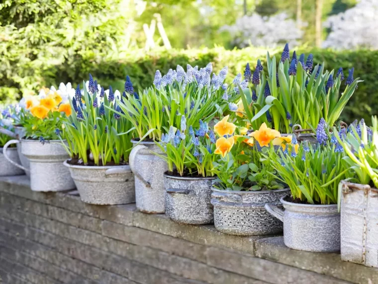 quand mettre en terre les bulbes a floraison printaniere