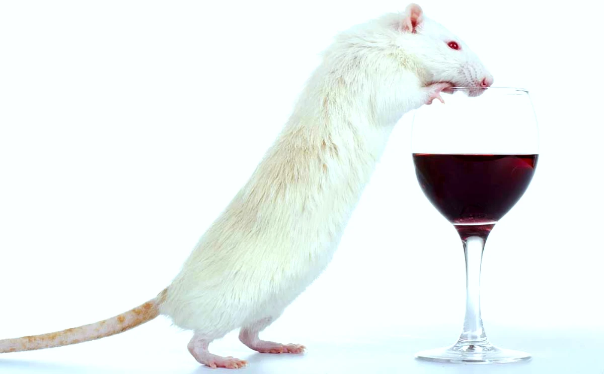quel aliment pour pieger un rat verre de vin rouge