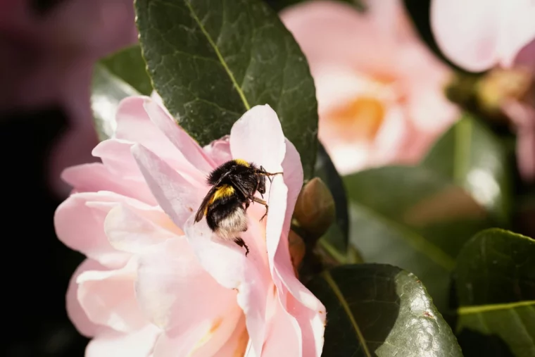 quel engrais pour le camelia du japon