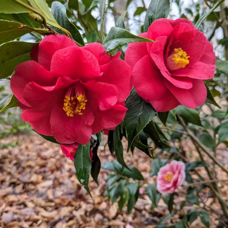 quel est le symbole du camelia du japon fleurs rouges