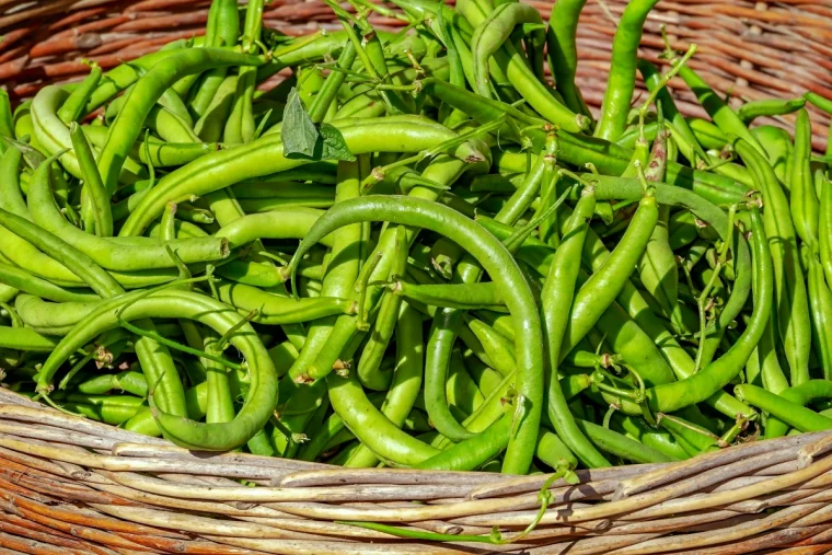 quelle est la meilleure periode pour semer des haricots verts