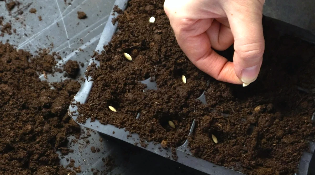 semer des graines de courgettes terre main d homme