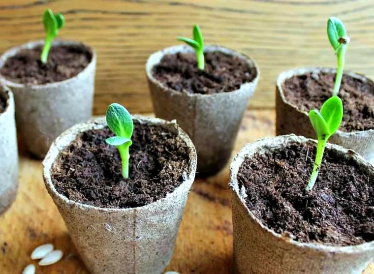 semis courgette interieur avec la lune 2024 feuilles vertes