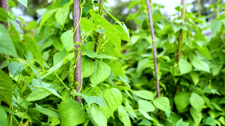 semis haricots verts godets feuilles et legumes verts