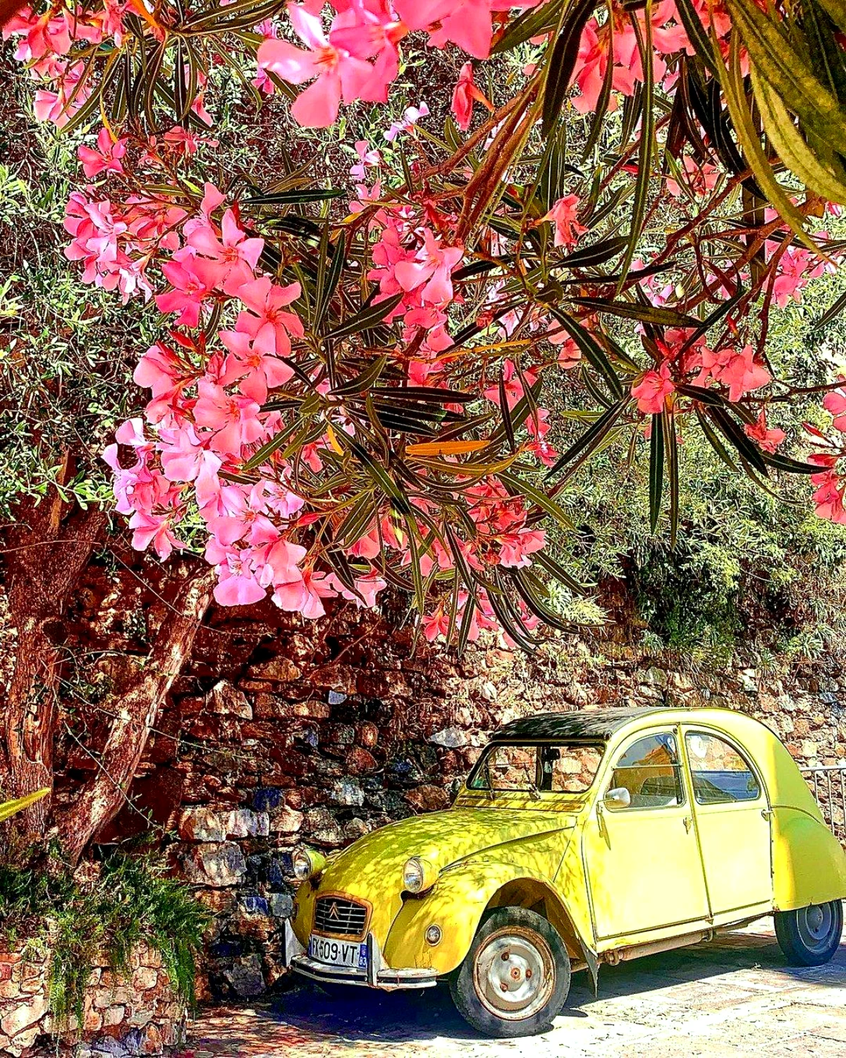 super photo avec du laurier rose en floraison et une ancienne voiture jaune