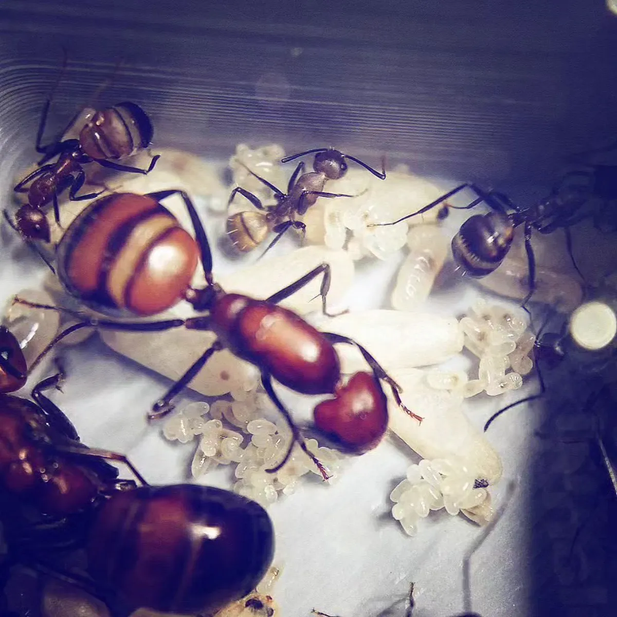 the.king.fourmislqreine fourmi avec pucerons