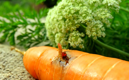 une carotte orange mangee par les taupins