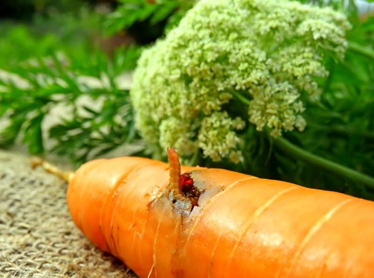 une carotte orange mangee par les taupins