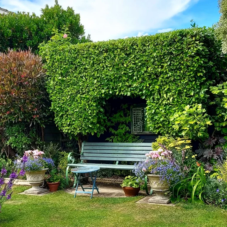 griselinia arbuste haie brise vue fleurs en pot pelouse banc vert