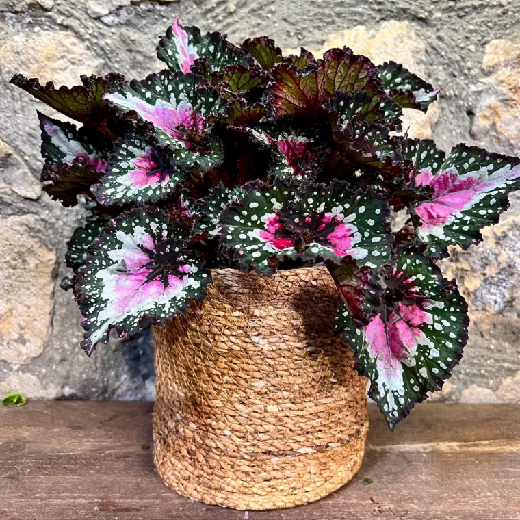 begonia feuillage decoratif feuilles roses et vertes