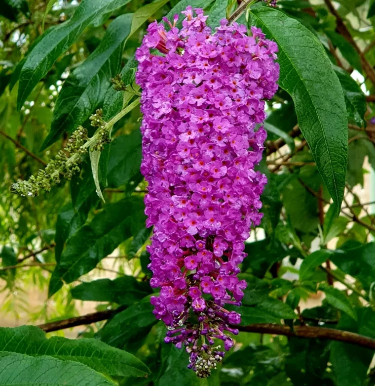 buddelia arbuste pour le soleil sans arrosage grosses fleurs roses feuilles vertes