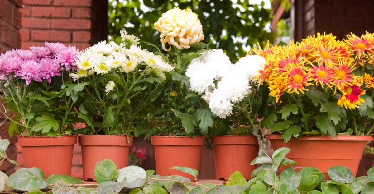 chrisanthemes en pot jardiniere fleurs couleurs blanches jaunes et orange