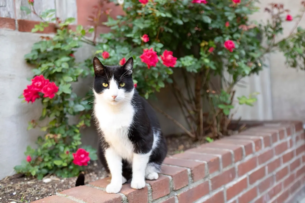 comment empecher les chats de faire leurs besoins dans le jardin