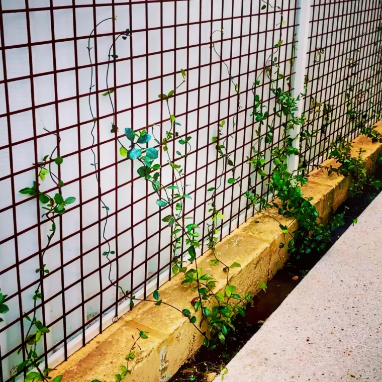 comment faire grimper un jasmin etoile sur un mur treillis