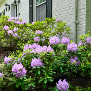 comment stimuler la floraison du rhododendron astuces