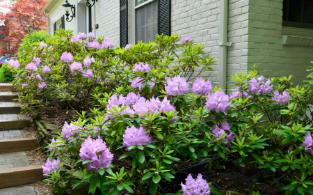 comment stimuler la floraison du rhododendron astuces