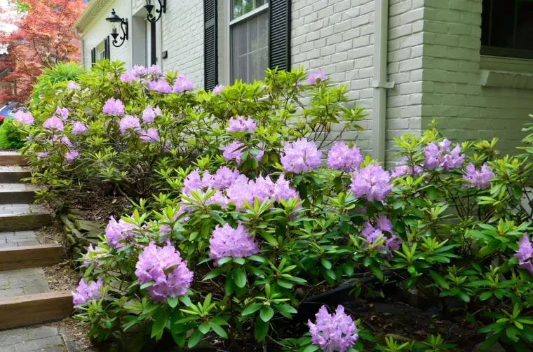 comment stimuler la floraison du rhododendron astuces