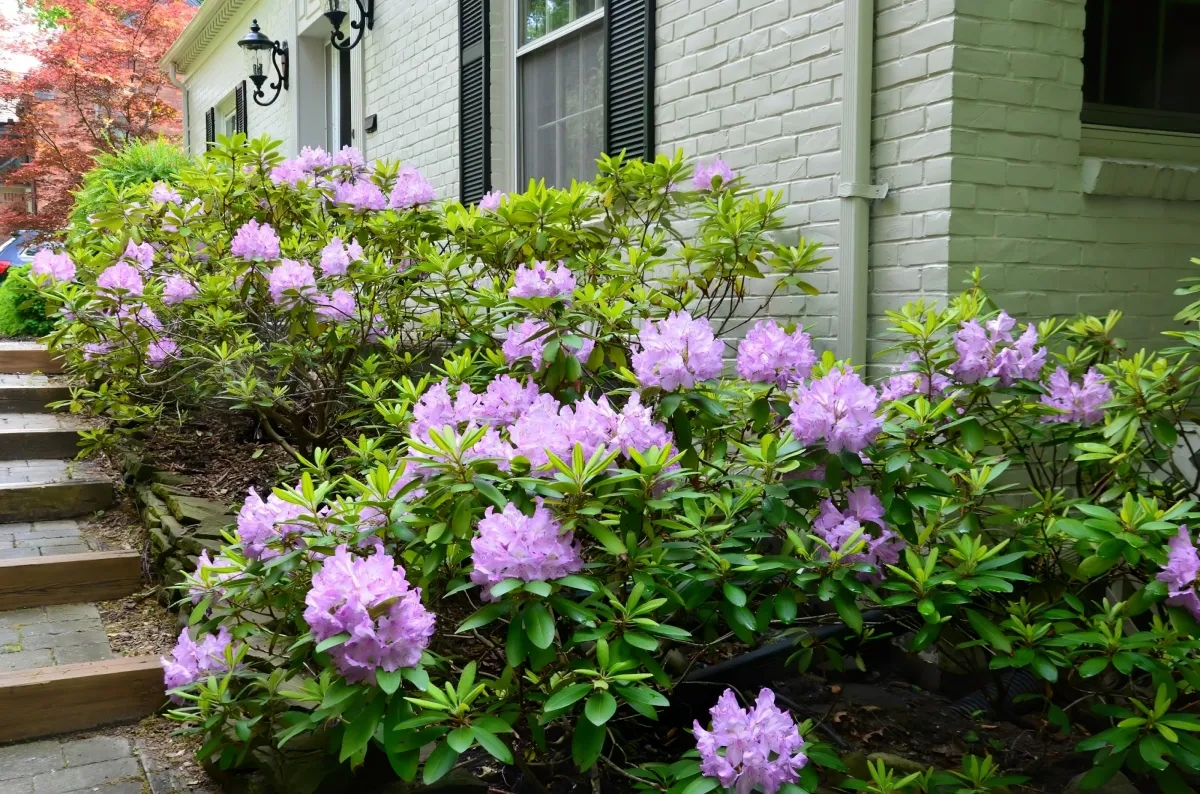 Comment tailler un rhododendron comme un pro ? Voici toutes les techniques de taille préconisées