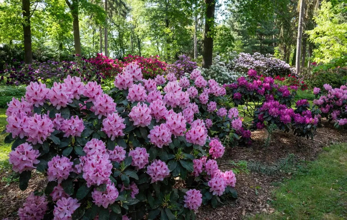 comment stimuler la floraison du rhodondendron