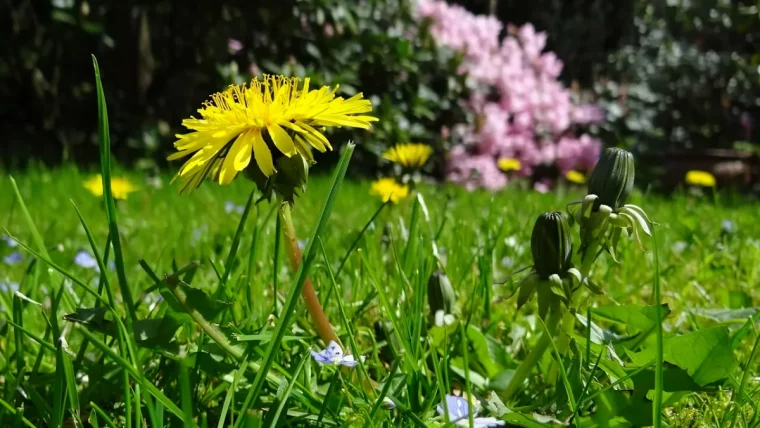 comment traiter une pelouse pleine de mauvaises herbes