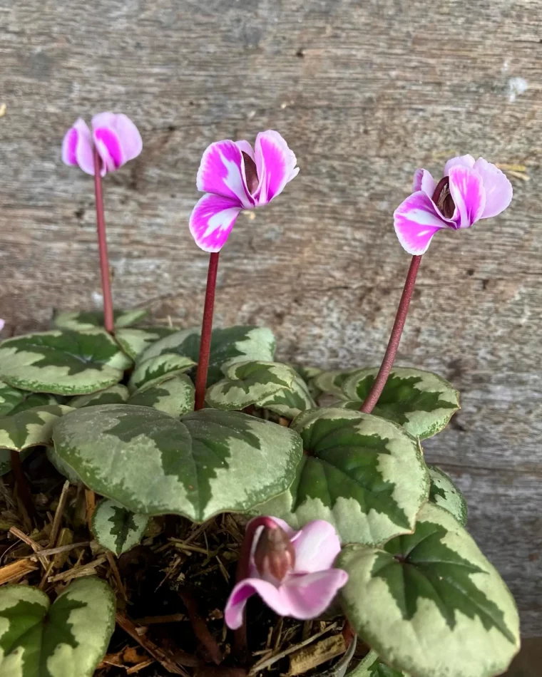 cyclamen fleurs roses grosses feuilles vertes jardinieire toute l annee