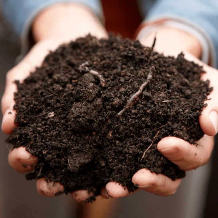 deux mains qui tiennent du compost vers blancs