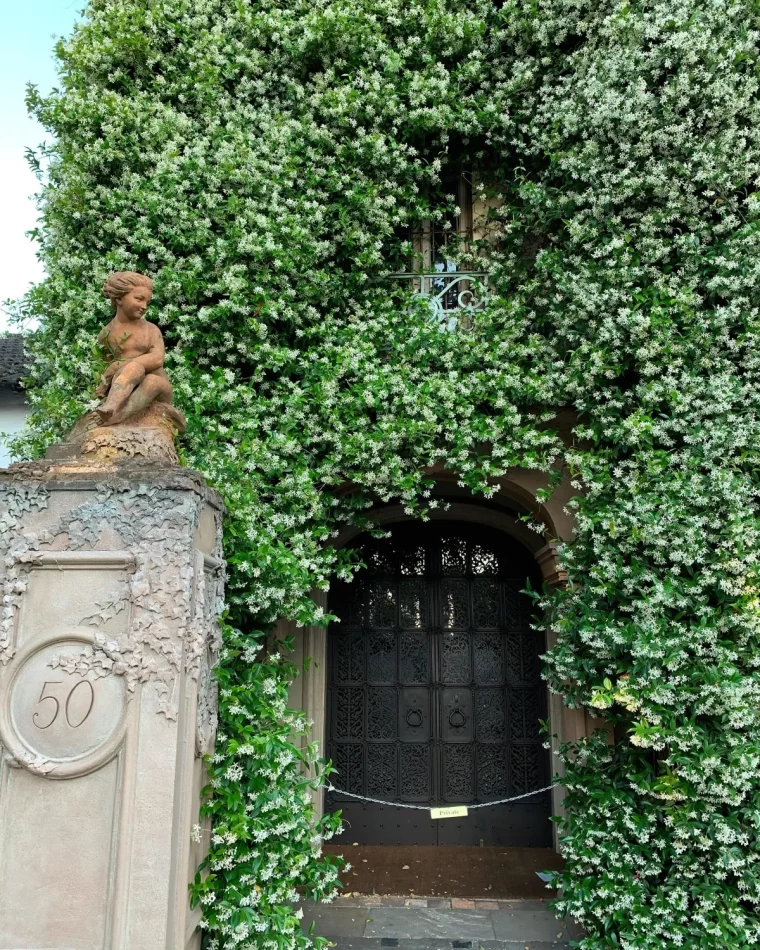 facade batiment plante grimpante fleurs blanches porte noire