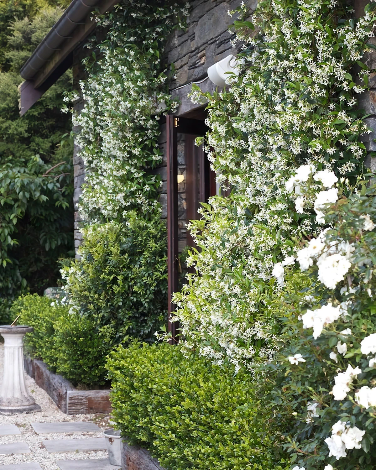facade maison bois plante grimpante verticalement mur fleurs blanches