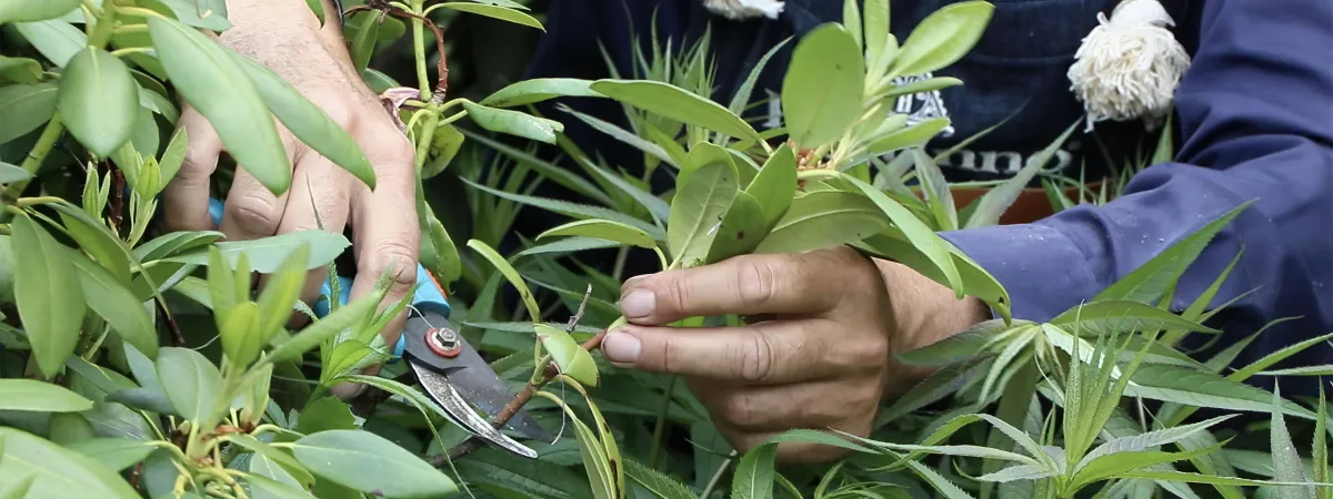 faut il enlever la tige fleurie apres la floraison