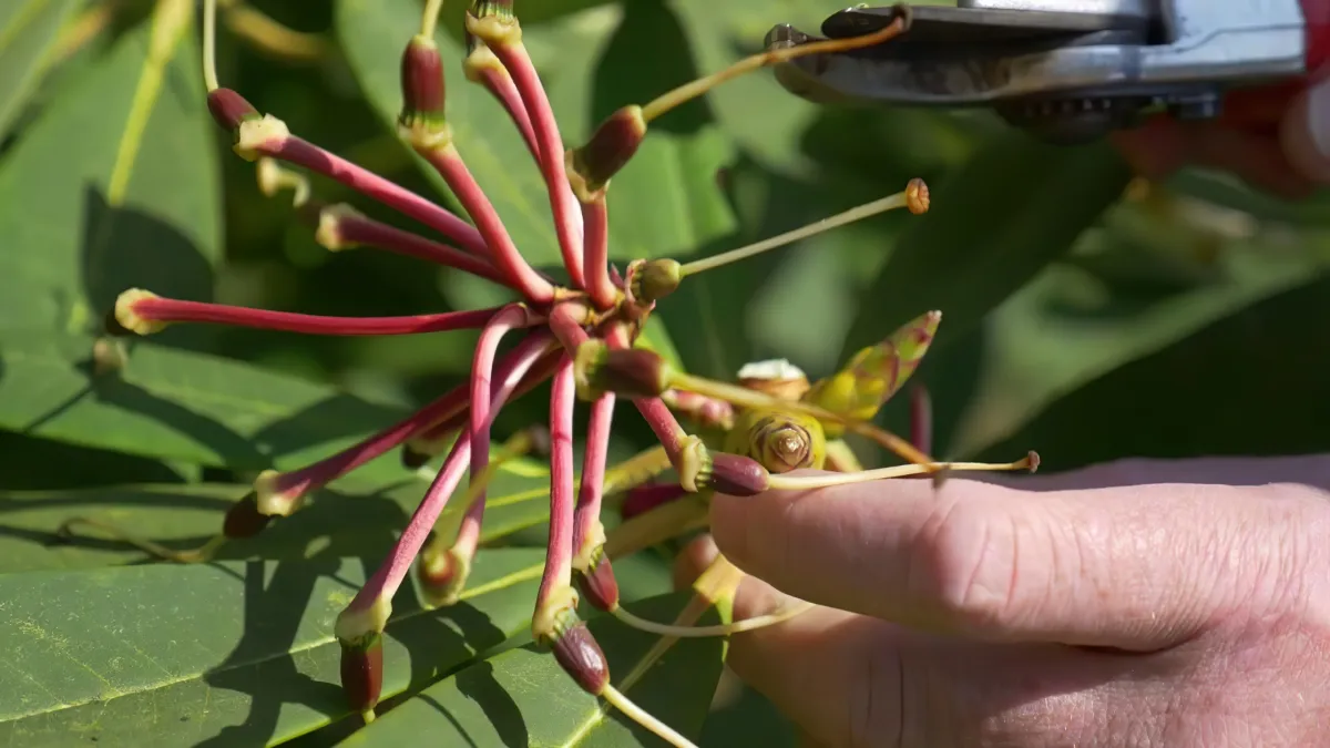 faut il tailler le rhododendron apres floraison conseils