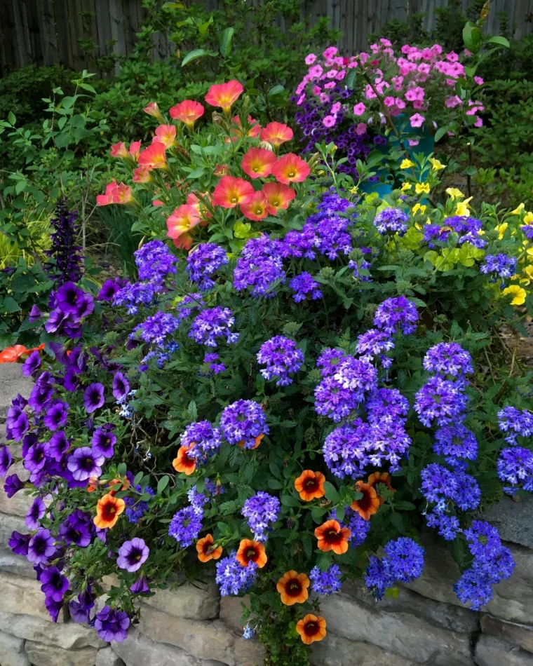 fleurs de rocaille resistant a la chaleur fleurs bleues violettes oranges jardin