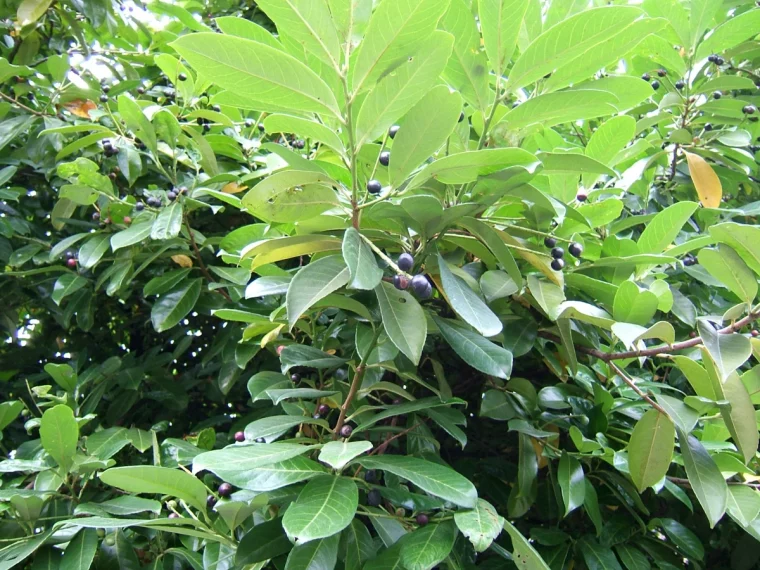 laurier palme arbuste croissance rapide haie