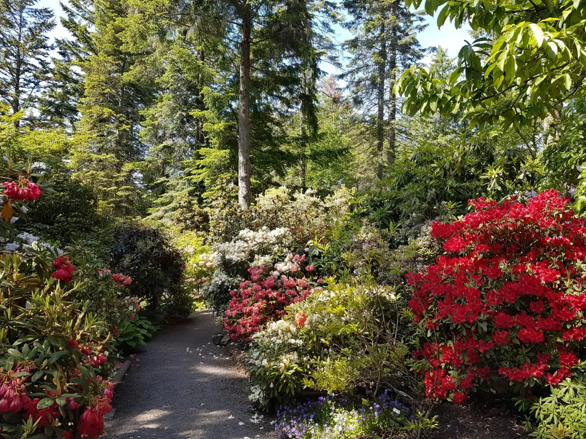 ou planter un rhododendron quelle plante cultiver a proximite