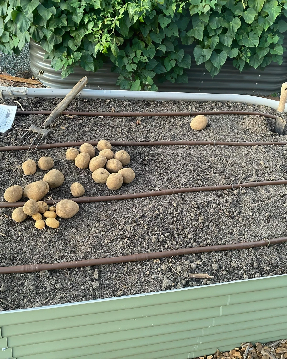 outils de jardinage potager culture pommes de terre plantation