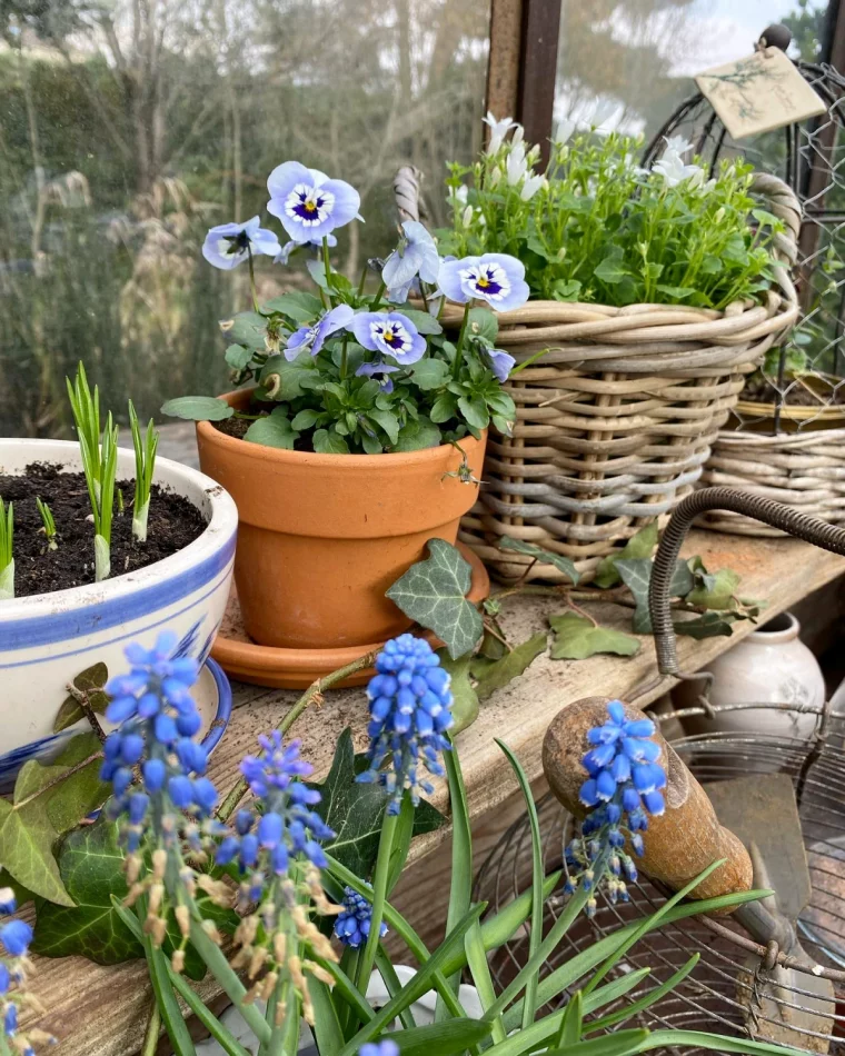 pensees fleurs violettes jardiniere devant une fenetre