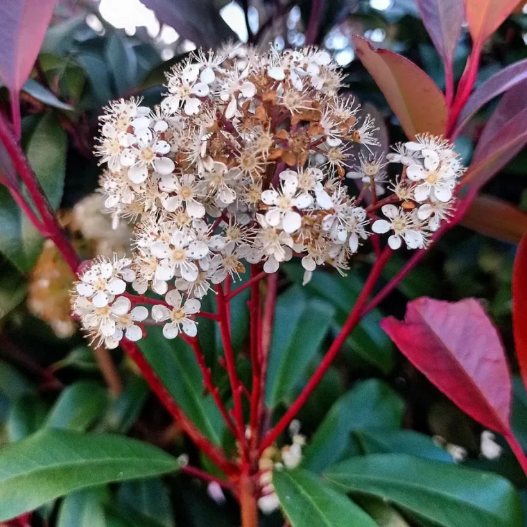 photinia floraison arbuste feuilles rouges