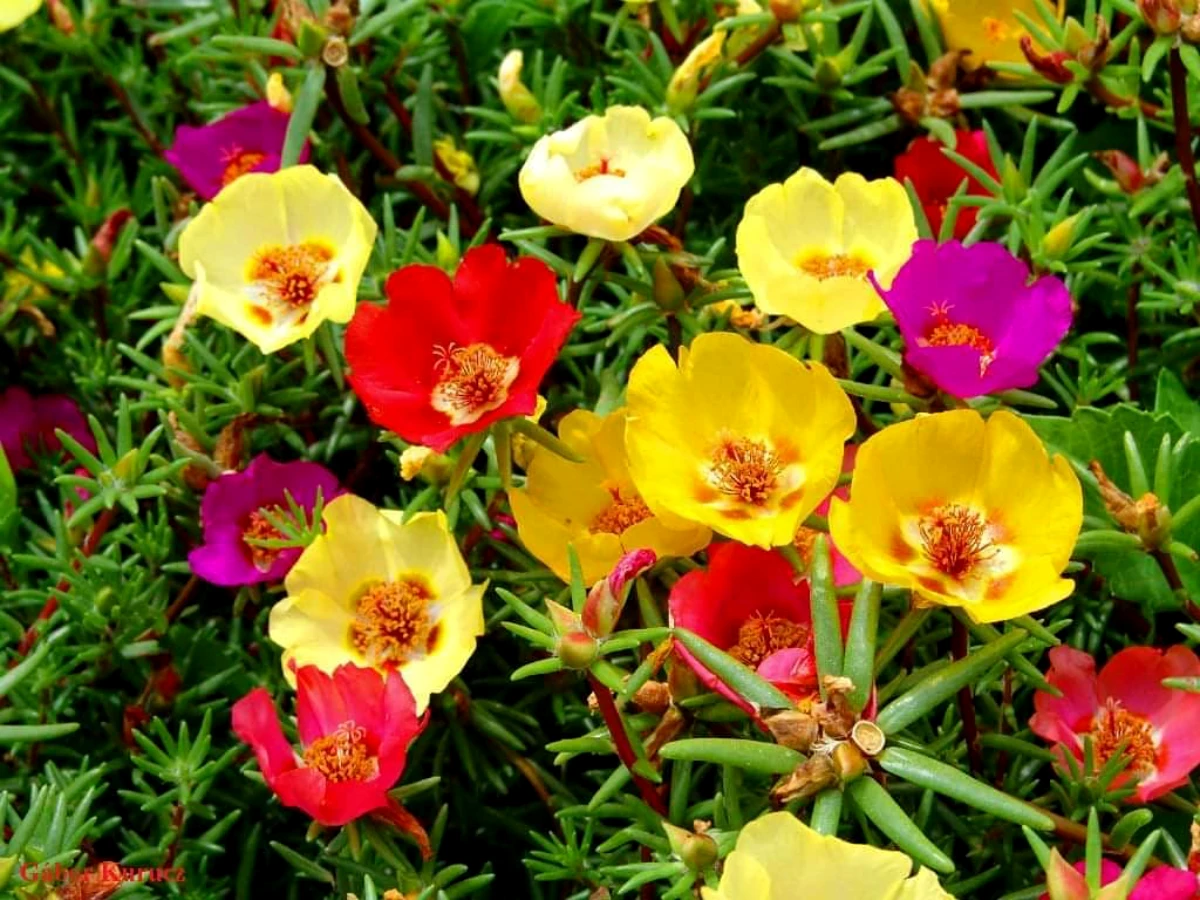 portilaca plantes annual qui pousse rapidement sans arrosage fleurs jaunes et violettes