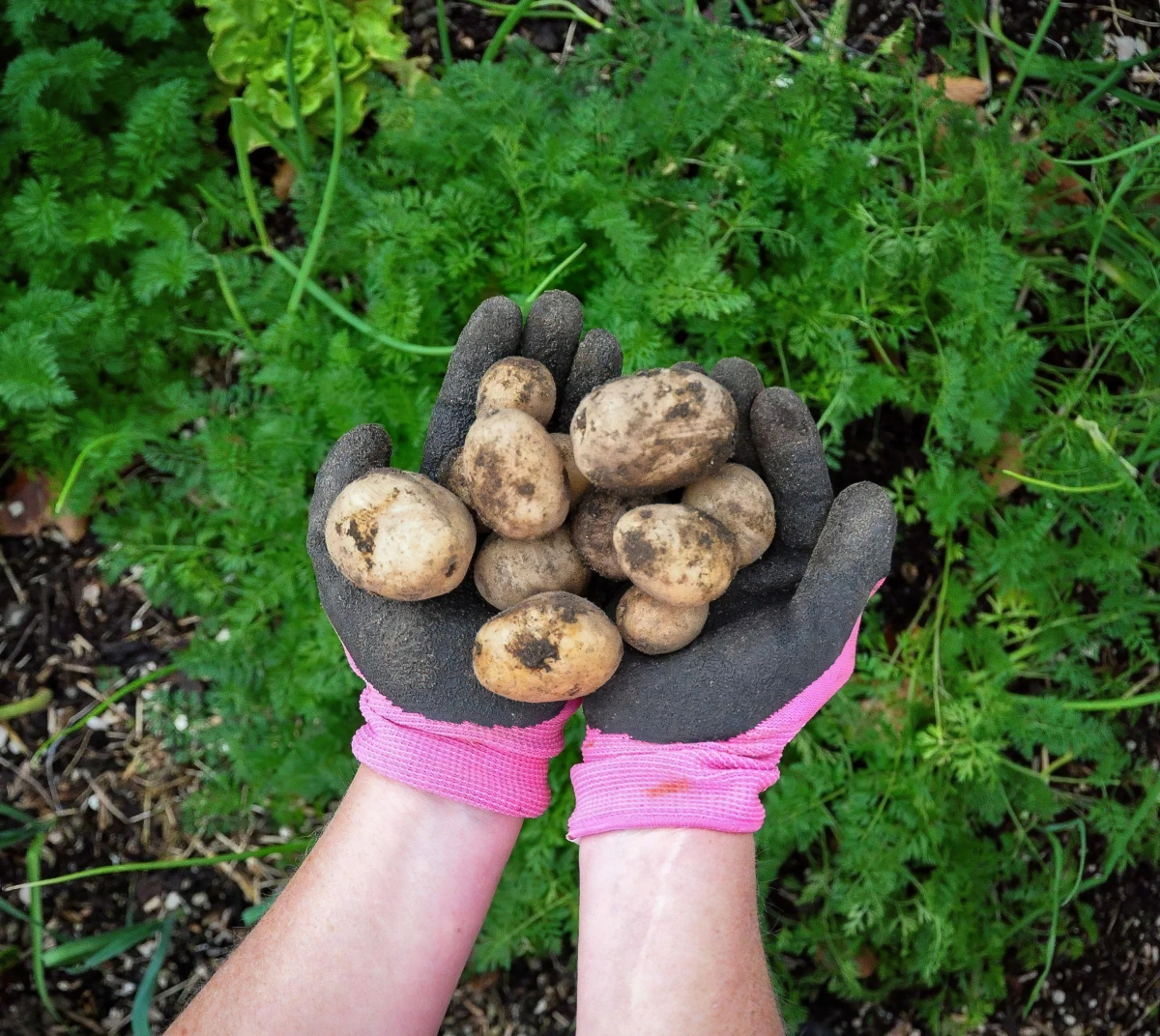 potager recolte pomme terre gants jardinage plantation
