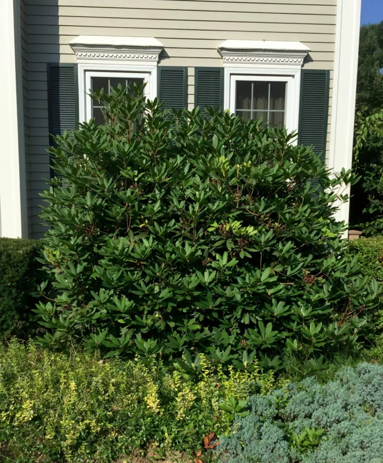 pourquoi mon rhododendron ne fleurit pas reponse d experts