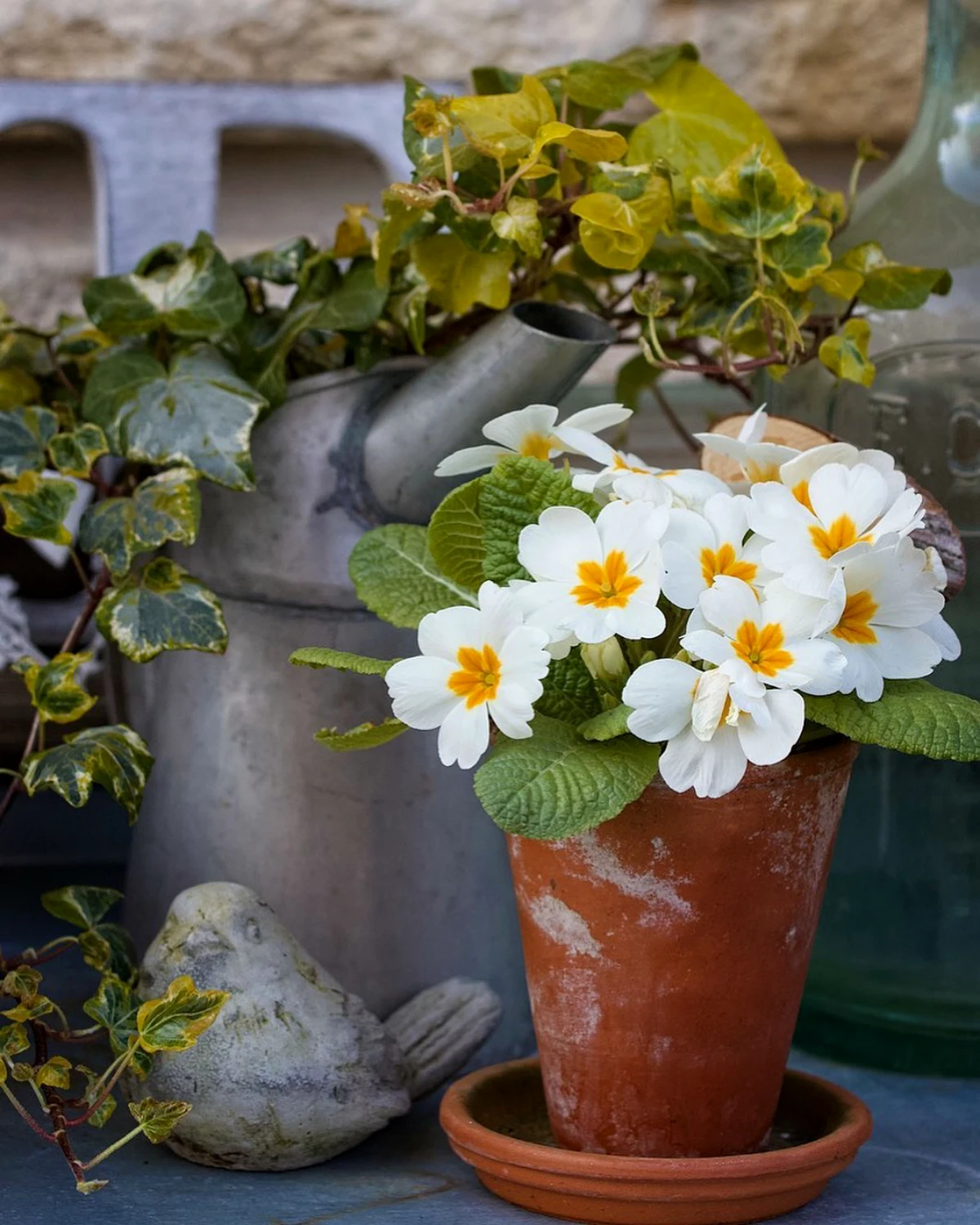 primavere blanches dans un pot decoration jardiniere