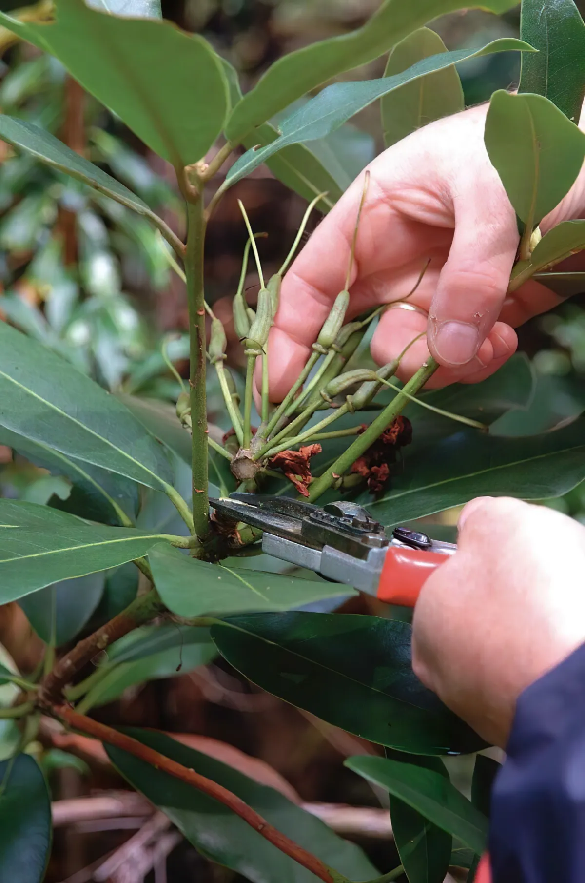 quelle partie enlever du plant de rhododendron conseils