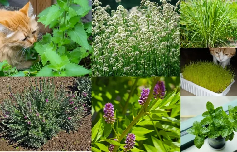 quelles plantes cultiver dans le potager pour eloigner les nuisibles