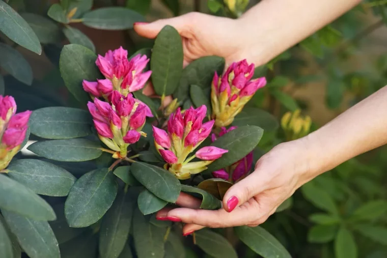 quels soins apporter aux plantes a floraison printaniere