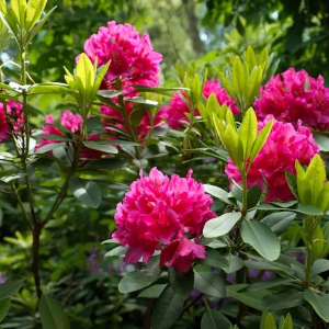 quels soins pour le rhododendron au printemps
