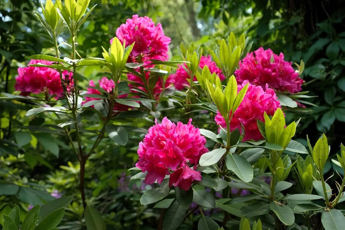 quels soins pour le rhododendron au printemps