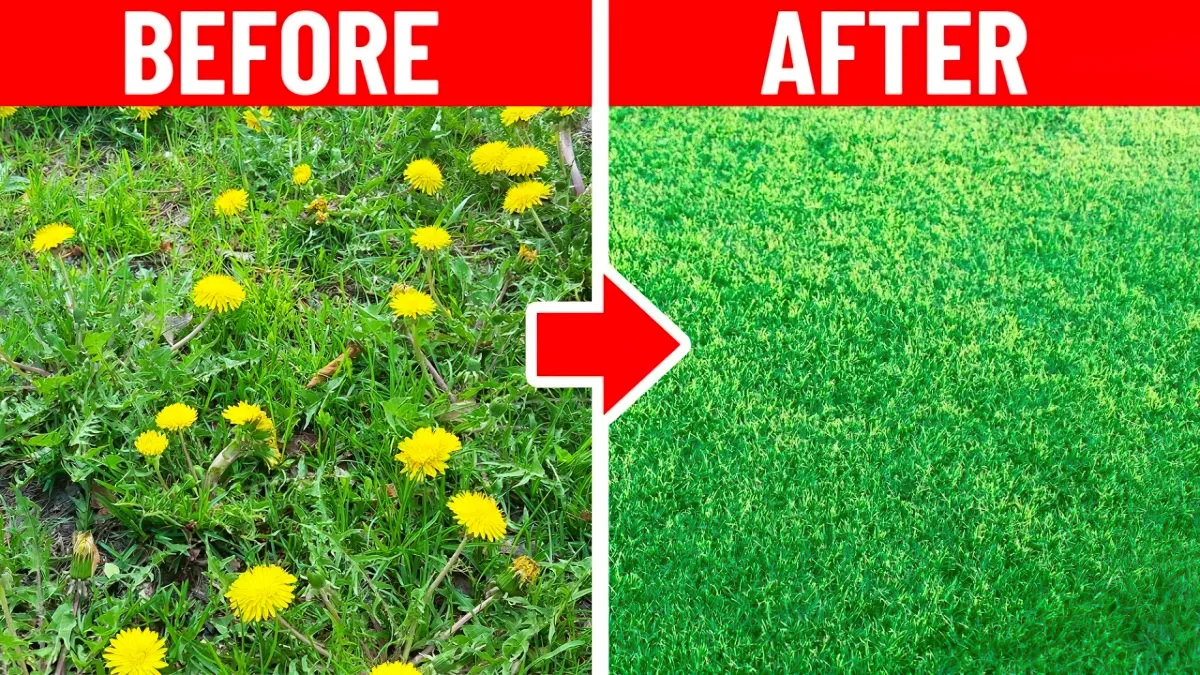Comment Traiter Une Pelouse Pleine De Mauvaises Herbes De Mani re colo Comment Traiter Une Pelouse Pleine De Mauvaises Herbes De Mani re colo